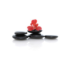 Fototapeta na wymiar red orchid on black stones on white background
