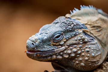 Iguana On a Rock