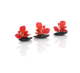 Three red orchid on row of black stones