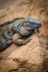 Fototapeta premium Iguana On a Rock
