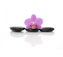 Fototapeta na wymiar Macro of pink orchid on zen stones