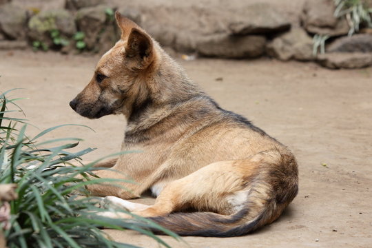 Liegender junger Hund