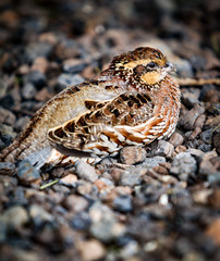 Bobwhite bird