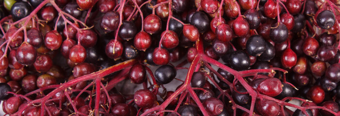 Bunch of fresh elderberry as background, healthy food