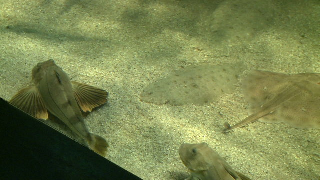 The amazing flatfish