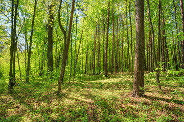 Fototapeta na wymiar Green Deciduous Forest Summer Nature. Sunny Trees Woods
