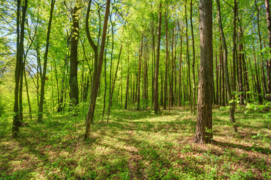 Green Deciduous Forest Summer Nature. Sunny Trees Woods