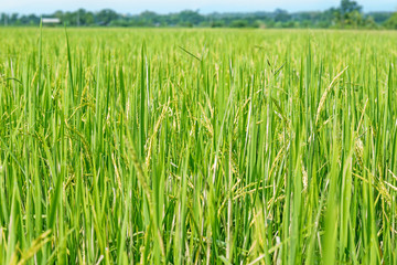 Paddy rice