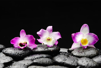 Obraz na płótnie Canvas beautiful colorful orchid on black pebbles-black background
