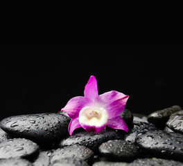 Set of orchid on wet black stones