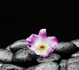 Obraz na płótnie Canvas Still life with white orchid on wet zen stones