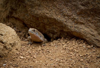 Lizard