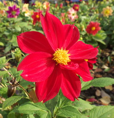 garden flower