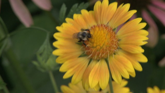 Pollination of a beautiful sunflower