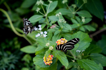 Black butterfly