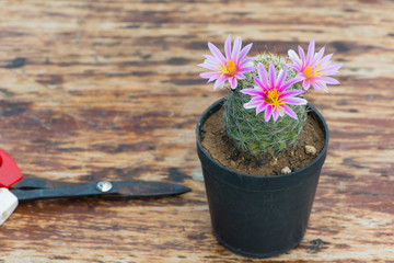 Cactus in flower pot on wood table and scissor