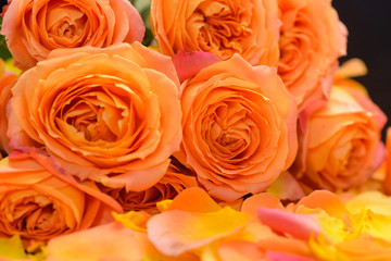 Set of Rose, petals –black background