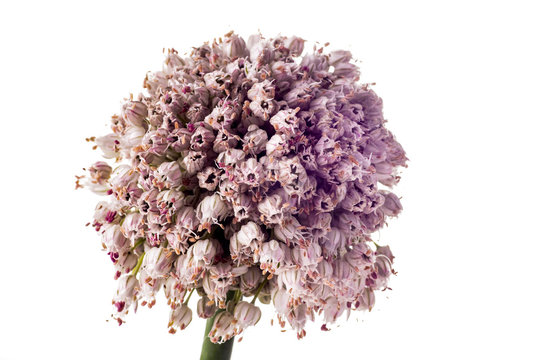Leek Flower