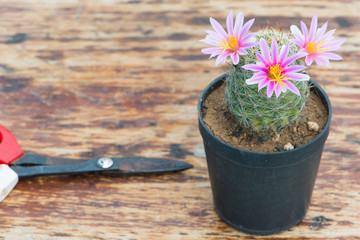 Cactus in flower pot on wood table
