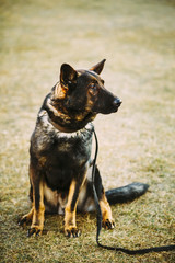 Black German Shepherd Dog Sitting On Ground
