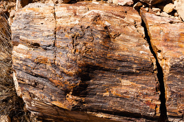 Petrified Log in Valley of Fire State Park