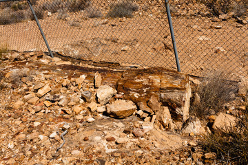 Petrified Log in Valley of Fire State Park