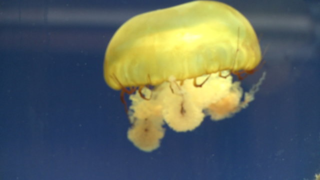 Graceful jellyfish