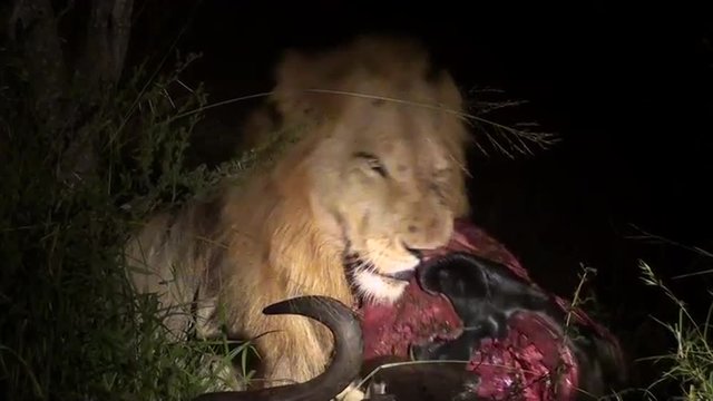 Lion eating a carcass at night