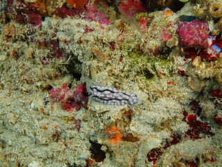 Naklejka na ściany i meble True sea slug, Island Bali, Pemuteran