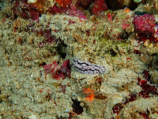 Obraz na płótnie Canvas True sea slug, Island Bali, Pemuteran 