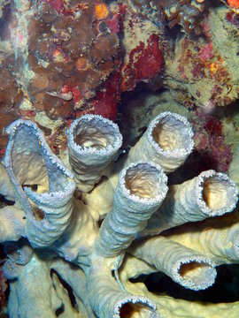 Stone coral, Island Bali, Pemuteran
