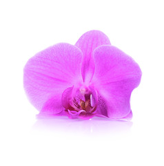 Naklejka na ściany i meble one fuchsia orchid flower isolated on white