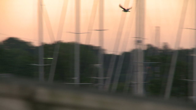 Following a bird's flight over boats at dawn