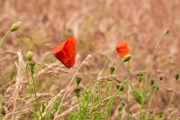 Poppies blowing in the wind in a field.