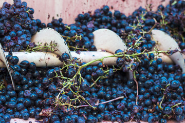 Vendemmia: Uva rossa nel diraspatore . Separazione dei raspi