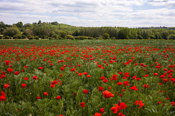 Fototapeta na wymiar Field of Poppies
