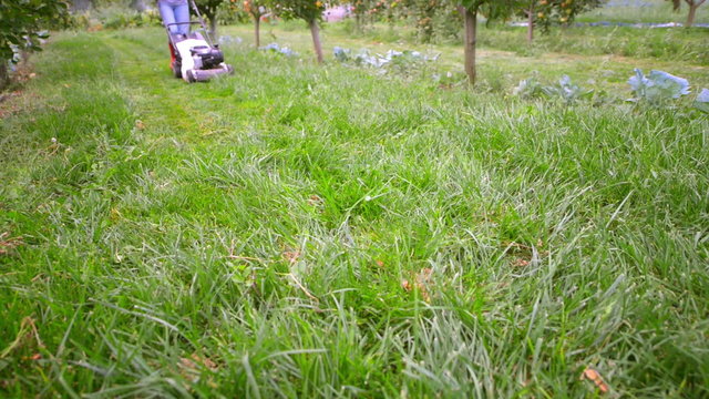 Person using lawn mower in a orchard