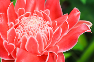 Red Torch Ginger blossom
