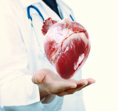 Medical concept. Male doctor with real heart in hands.