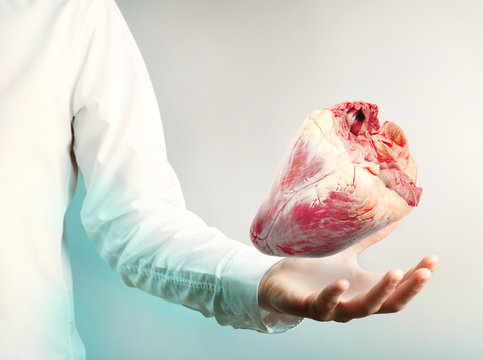 Medical concept. Female doctor with real heart in hands.