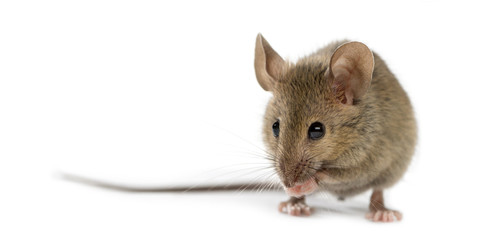Wood mouse cleaning itself in front of a white background