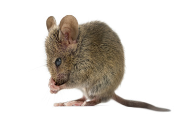 Wood mouse cleaning itself in front of a white background