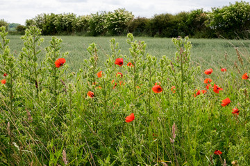 Poppies next to a field