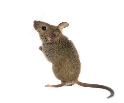 Wood mouse looking up in front of a white background