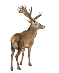 Red deer stag in front of a white background