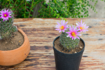 Cactus With Pink Flower in flower pot