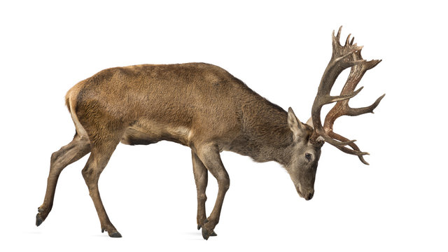 Fototapeta Red deer stag in front of a white background