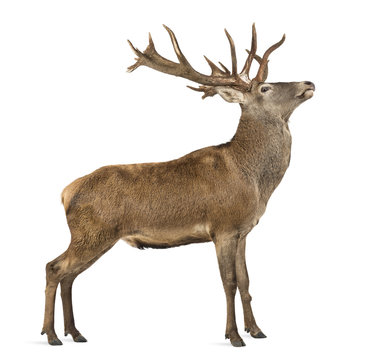 4 851 最適な 鹿の横顔 画像 ストック写真 ベクター Adobe Stock