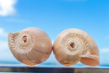 two nautilus shells on blue sky background