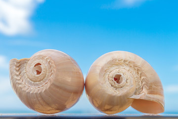 two nautilus shells on blue sky background